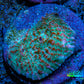 Ultra Chalice Coral- Frag WYSIWYG Ultra Chalice Coral- Frag WYSIWYG LPS Ultra Chalice Coral- Frag WYSIWYG Zeo Box Reef