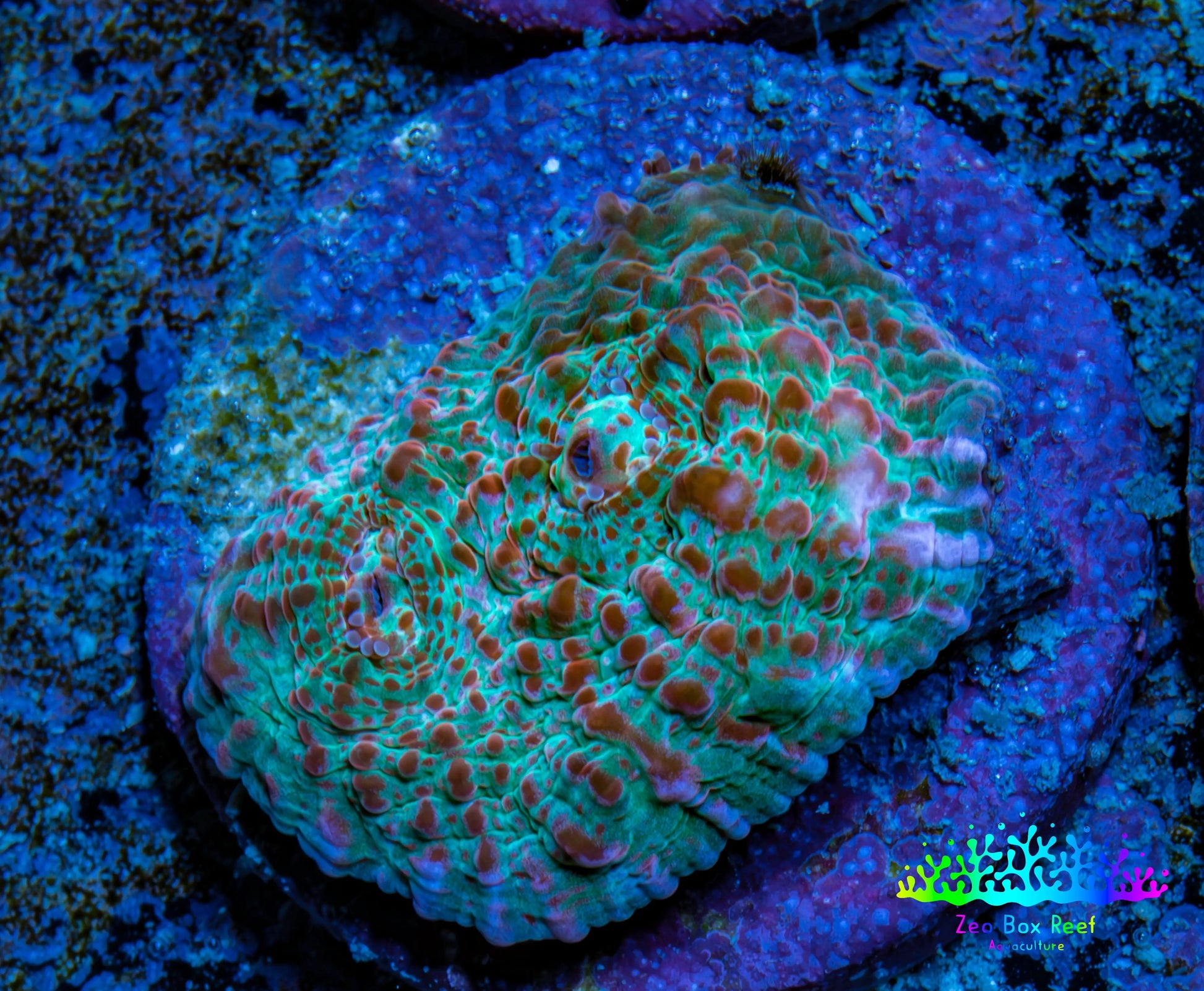 Ultra Chalice Coral- Frag WYSIWYG Ultra Chalice Coral- Frag WYSIWYG LPS Ultra Chalice Coral- Frag WYSIWYG Zeo Box Reef