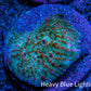 Ultra Chalice Coral- Frag WYSIWYG Ultra Chalice Coral- Frag WYSIWYG LPS Ultra Chalice Coral- Frag WYSIWYG Zeo Box Reef
