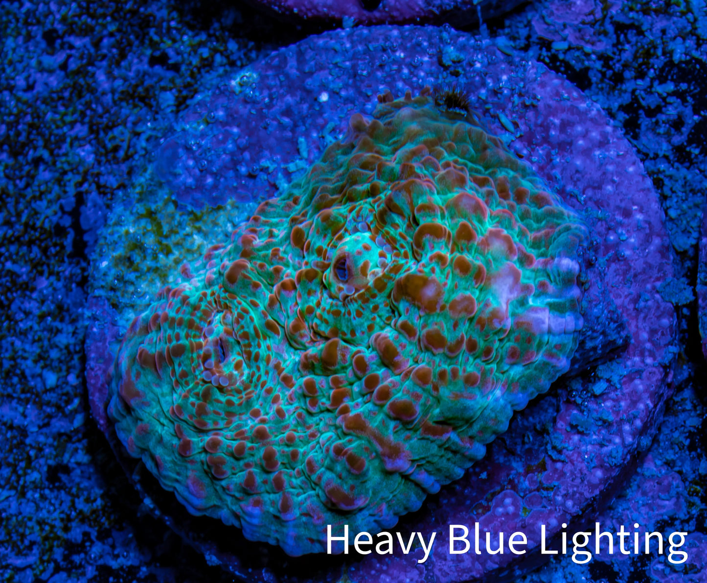 Ultra Chalice Coral- Frag WYSIWYG Ultra Chalice Coral- Frag WYSIWYG LPS Ultra Chalice Coral- Frag WYSIWYG Zeo Box Reef