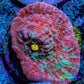 Ultra Chalice Coral- Frag WYSIWYG Ultra Chalice Coral- Frag WYSIWYG LPS Ultra Chalice Coral- Frag WYSIWYG Zeo Box Reef