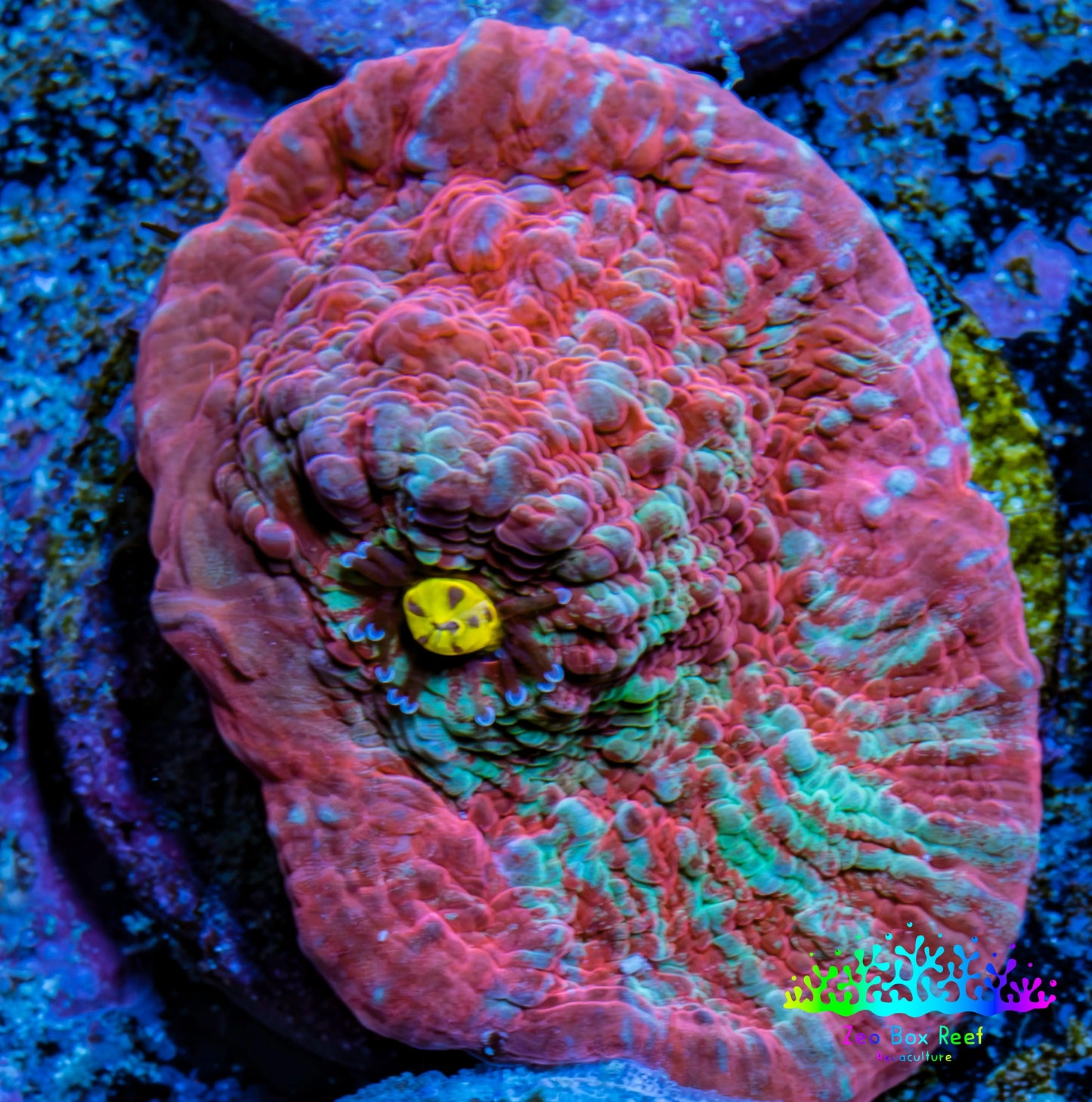 Ultra Chalice Coral- Frag WYSIWYG Ultra Chalice Coral- Frag WYSIWYG LPS Ultra Chalice Coral- Frag WYSIWYG Zeo Box Reef