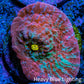 Ultra Chalice Coral- Frag WYSIWYG Ultra Chalice Coral- Frag WYSIWYG LPS Ultra Chalice Coral- Frag WYSIWYG Zeo Box Reef