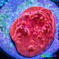 Ultra Chalice Coral- Frag WYSIWYG Ultra Chalice Coral- Frag WYSIWYG LPS Ultra Chalice Coral- Frag WYSIWYG Zeo Box Reef