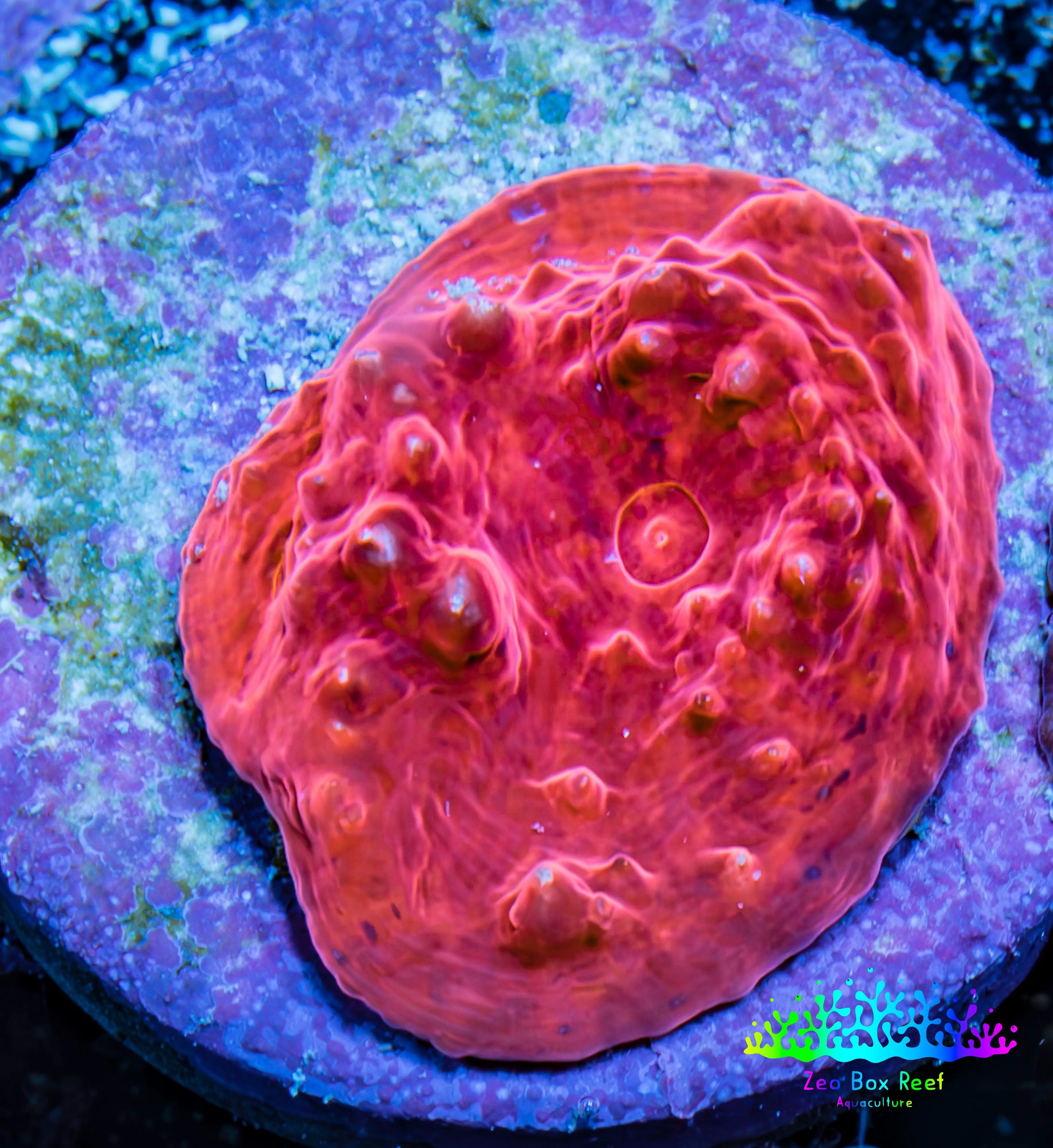 Ultra Rainbow Chalice Coral for Sale, vibrant teal and orange patterns ...