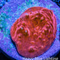 Ultra Chalice Coral- Frag WYSIWYG Ultra Chalice Coral- Frag WYSIWYG LPS Ultra Chalice Coral- Frag WYSIWYG Zeo Box Reef
