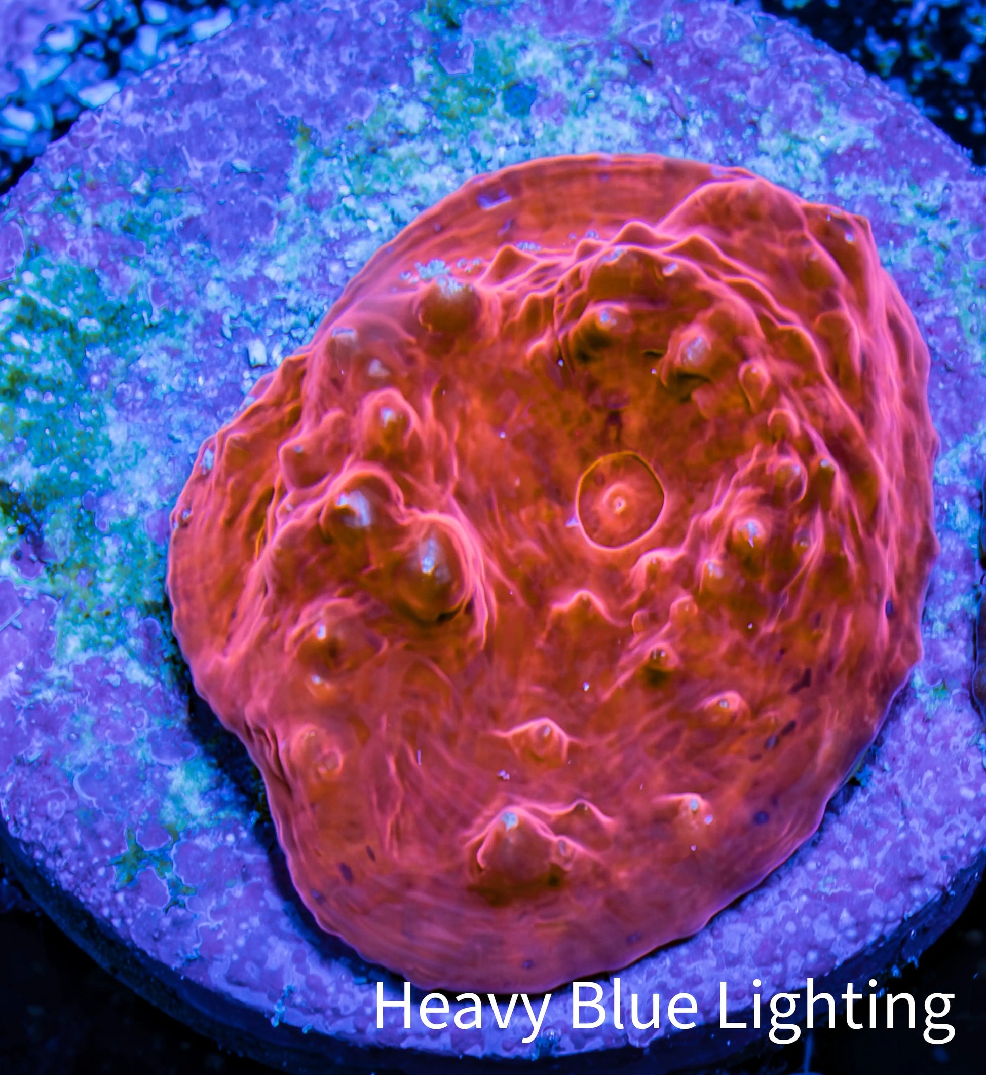 Ultra Chalice Coral- Frag WYSIWYG Ultra Chalice Coral- Frag WYSIWYG LPS Ultra Chalice Coral- Frag WYSIWYG Zeo Box Reef