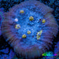 Ultra Chalice Coral-  Frag WYSIWYG Ultra Chalice Coral-  Frag WYSIWYG LPS Ultra Chalice Coral-  Frag WYSIWYG Zeo Box Reef