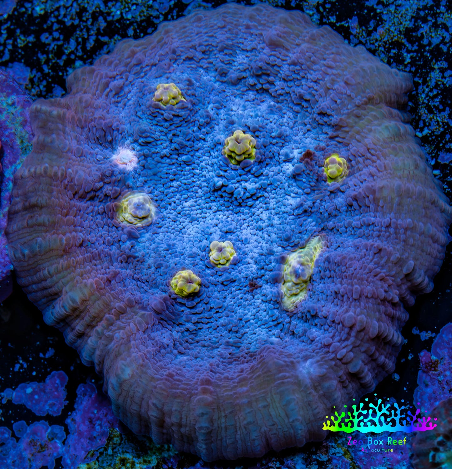 Ultra Chalice Coral-  Frag WYSIWYG Ultra Chalice Coral-  Frag WYSIWYG LPS Ultra Chalice Coral-  Frag WYSIWYG Zeo Box Reef