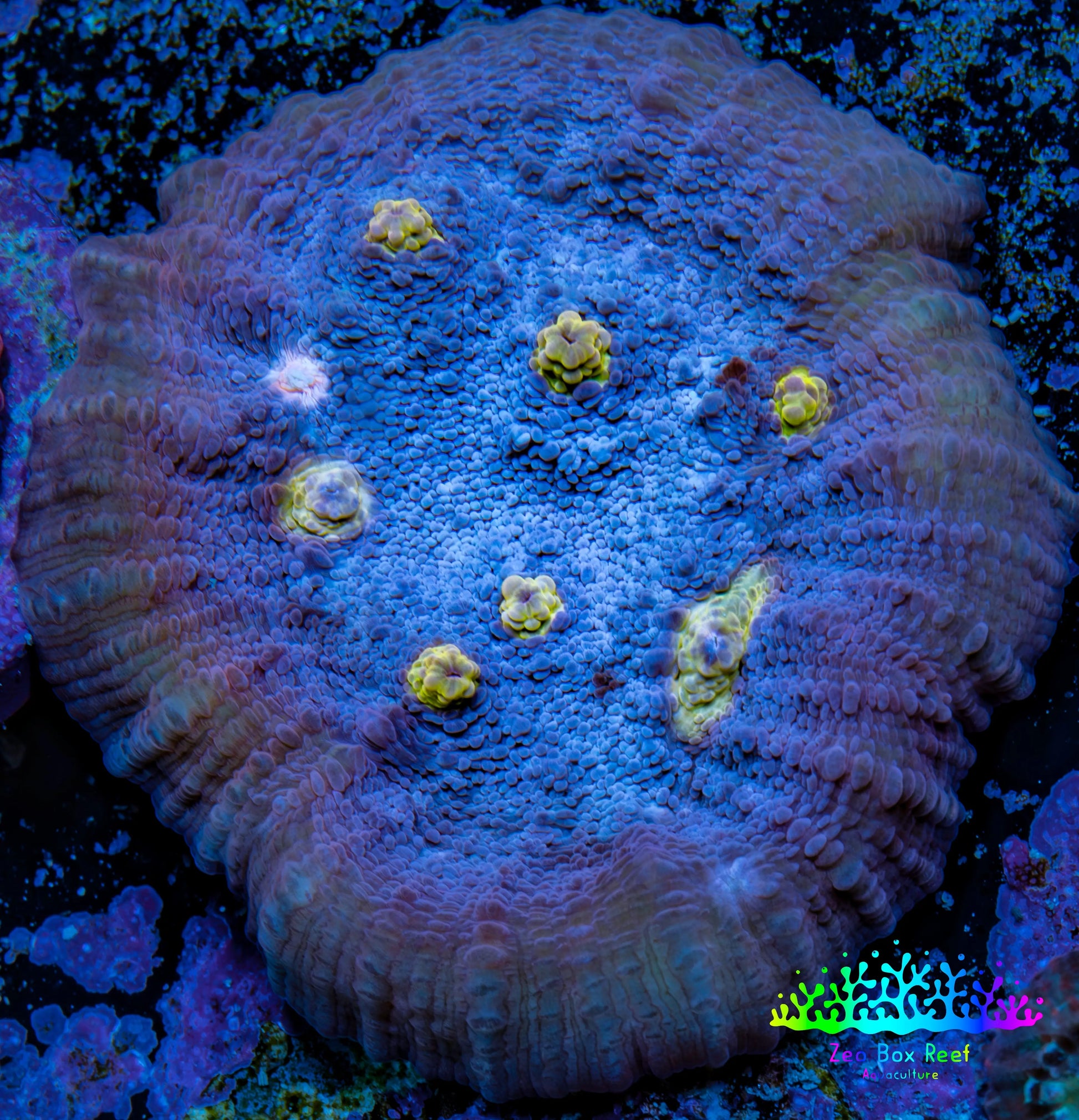 Ultra Chalice Coral-  Frag WYSIWYG Ultra Chalice Coral-  Frag WYSIWYG LPS Ultra Chalice Coral-  Frag WYSIWYG Zeo Box Reef