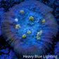 Ultra Chalice Coral-  Frag WYSIWYG Ultra Chalice Coral-  Frag WYSIWYG LPS Ultra Chalice Coral-  Frag WYSIWYG Zeo Box Reef