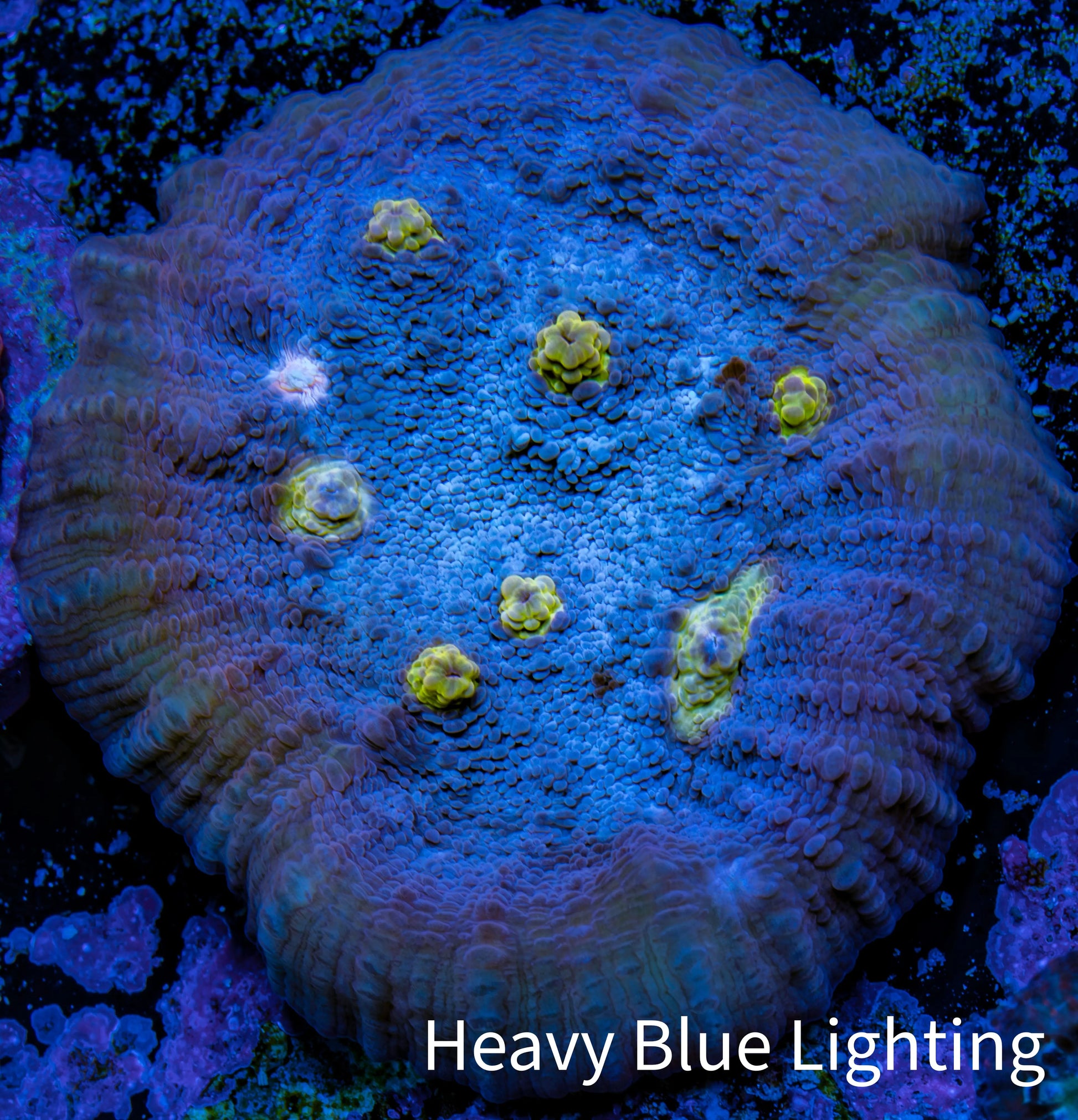 Ultra Chalice Coral-  Frag WYSIWYG Ultra Chalice Coral-  Frag WYSIWYG LPS Ultra Chalice Coral-  Frag WYSIWYG Zeo Box Reef