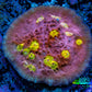 Ultra Chalice Coral-  Frag WYSIWYG Ultra Chalice Coral-  Frag WYSIWYG LPS Ultra Chalice Coral-  Frag WYSIWYG Zeo Box Reef