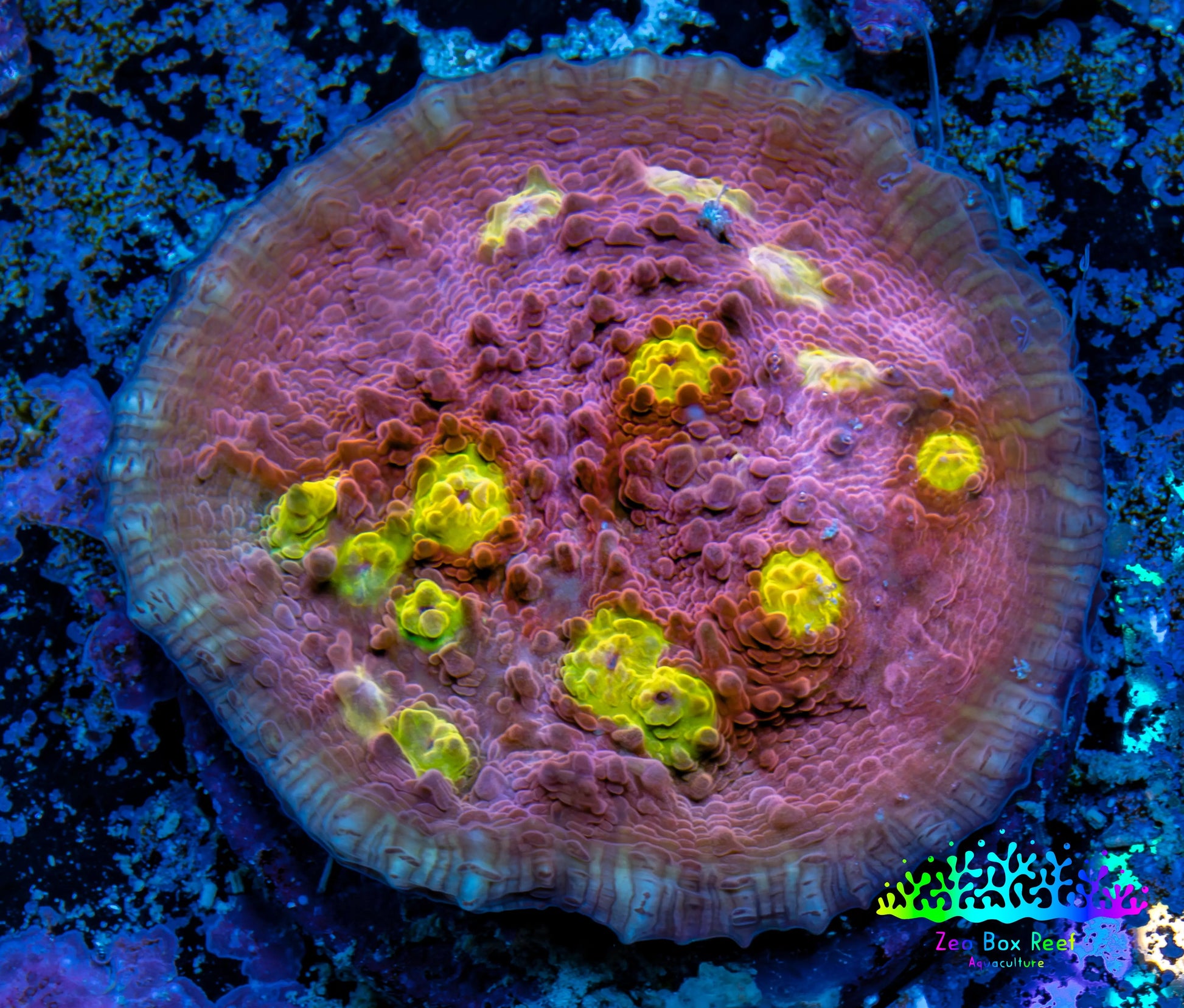 Ultra Chalice Coral-  Frag WYSIWYG Ultra Chalice Coral-  Frag WYSIWYG LPS Ultra Chalice Coral-  Frag WYSIWYG Zeo Box Reef