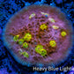 Ultra Chalice Coral-  Frag WYSIWYG Ultra Chalice Coral-  Frag WYSIWYG LPS Ultra Chalice Coral-  Frag WYSIWYG Zeo Box Reef