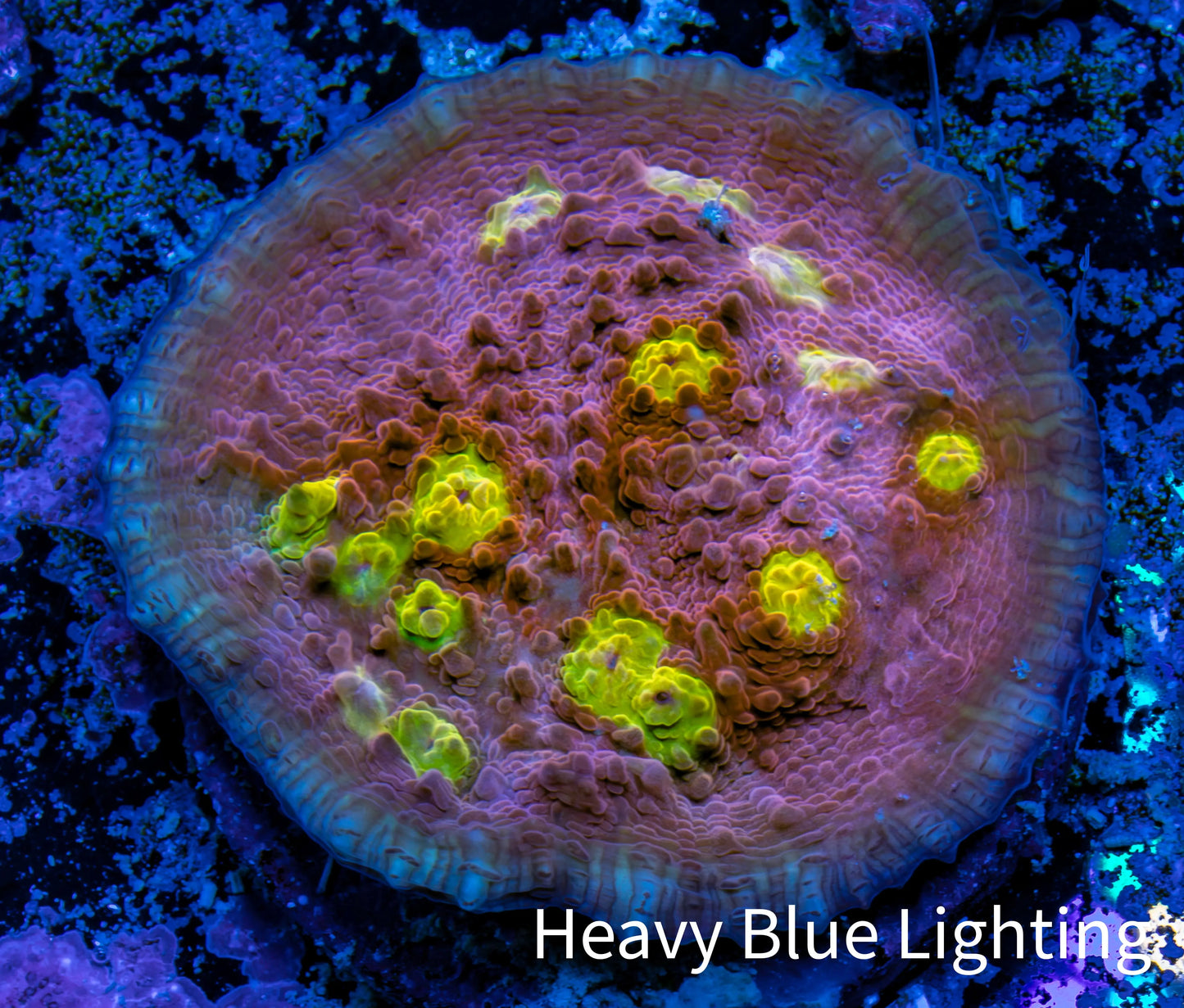 Ultra Chalice Coral-  Frag WYSIWYG Ultra Chalice Coral-  Frag WYSIWYG LPS Ultra Chalice Coral-  Frag WYSIWYG Zeo Box Reef