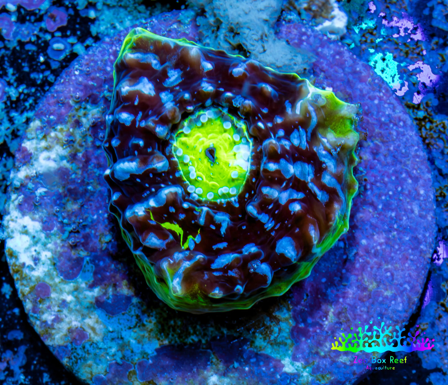 Ultra Chalice Coral-  Frag WYSIWYG Ultra Chalice Coral-  Frag WYSIWYG LPS Ultra Chalice Coral-  Frag WYSIWYG Zeo Box Reef