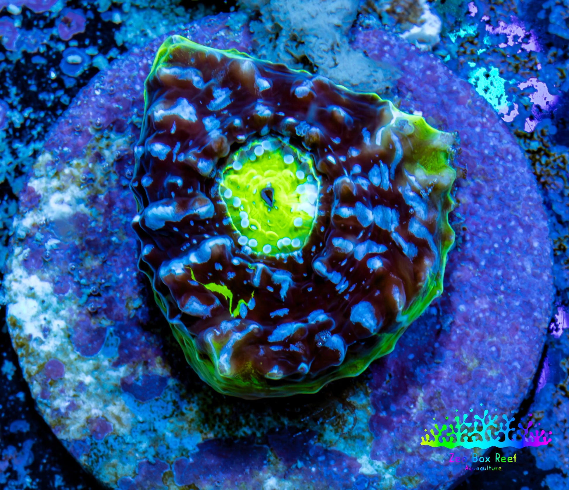 Ultra Chalice Coral-  Frag WYSIWYG Ultra Chalice Coral-  Frag WYSIWYG LPS Ultra Chalice Coral-  Frag WYSIWYG Zeo Box Reef