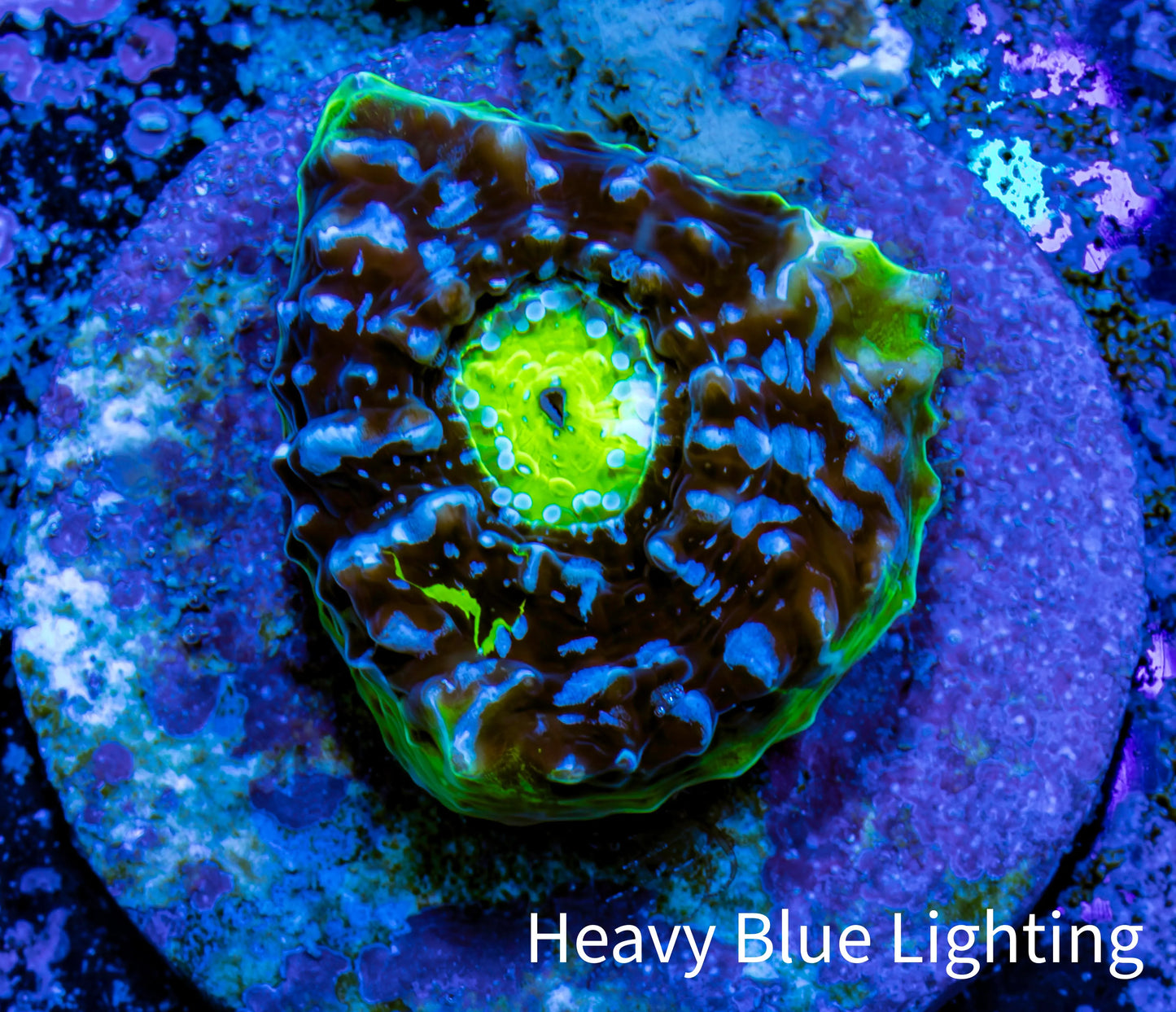 Ultra Chalice Coral-  Frag WYSIWYG Ultra Chalice Coral-  Frag WYSIWYG LPS Ultra Chalice Coral-  Frag WYSIWYG Zeo Box Reef