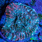 Ultra Chalice Coral-  Frag WYSIWYG Ultra Chalice Coral-  Frag WYSIWYG LPS Ultra Chalice Coral-  Frag WYSIWYG Zeo Box Reef