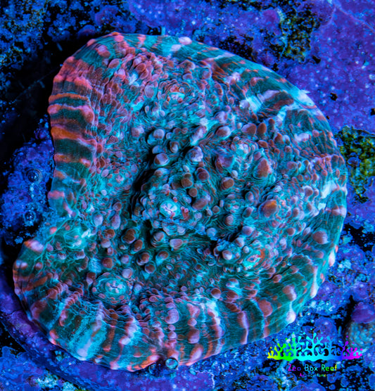 Ultra Chalice Coral-  Frag WYSIWYG Ultra Chalice Coral-  Frag WYSIWYG LPS Ultra Chalice Coral-  Frag WYSIWYG Zeo Box Reef