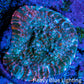 Ultra Chalice Coral-  Frag WYSIWYG Ultra Chalice Coral-  Frag WYSIWYG LPS Ultra Chalice Coral-  Frag WYSIWYG Zeo Box Reef