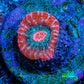 Ultra Chalice Coral-  Frag WYSIWYG Ultra Chalice Coral-  Frag WYSIWYG LPS Ultra Chalice Coral-  Frag WYSIWYG Zeo Box Reef