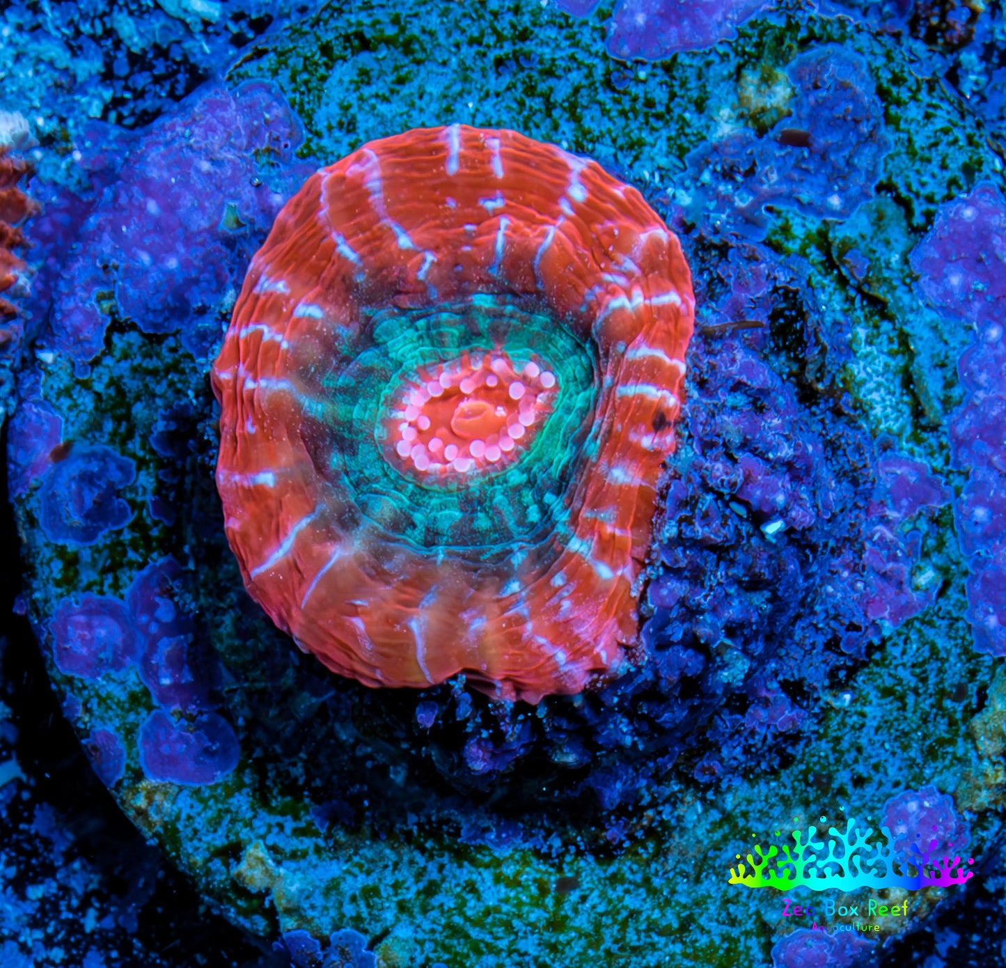 Ultra Chalice Coral-  Frag WYSIWYG Ultra Chalice Coral-  Frag WYSIWYG LPS Ultra Chalice Coral-  Frag WYSIWYG Zeo Box Reef