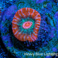 Ultra Chalice Coral-  Frag WYSIWYG Ultra Chalice Coral-  Frag WYSIWYG LPS Ultra Chalice Coral-  Frag WYSIWYG Zeo Box Reef