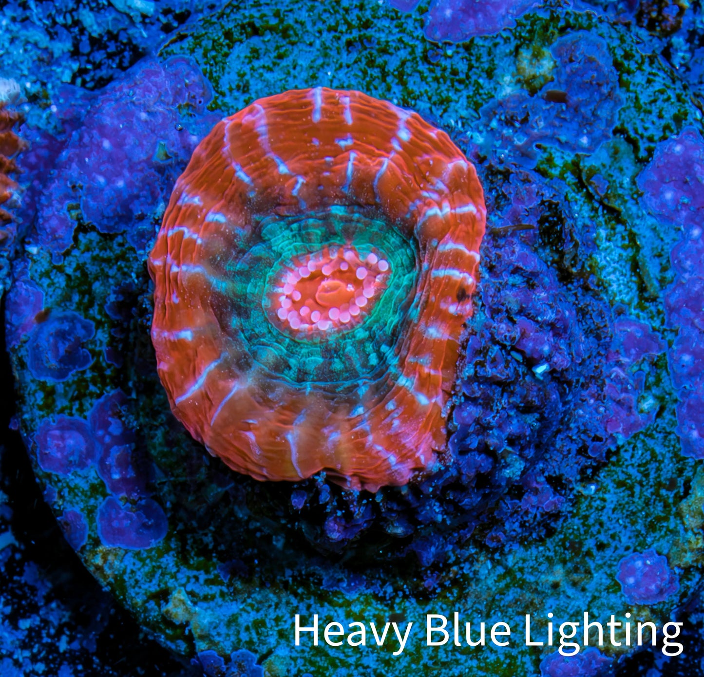Ultra Chalice Coral-  Frag WYSIWYG Ultra Chalice Coral-  Frag WYSIWYG LPS Ultra Chalice Coral-  Frag WYSIWYG Zeo Box Reef