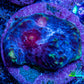 Ultra Chalice Coral-  Frag WYSIWYG Ultra Chalice Coral-  Frag WYSIWYG LPS Ultra Chalice Coral-  Frag WYSIWYG Zeo Box Reef