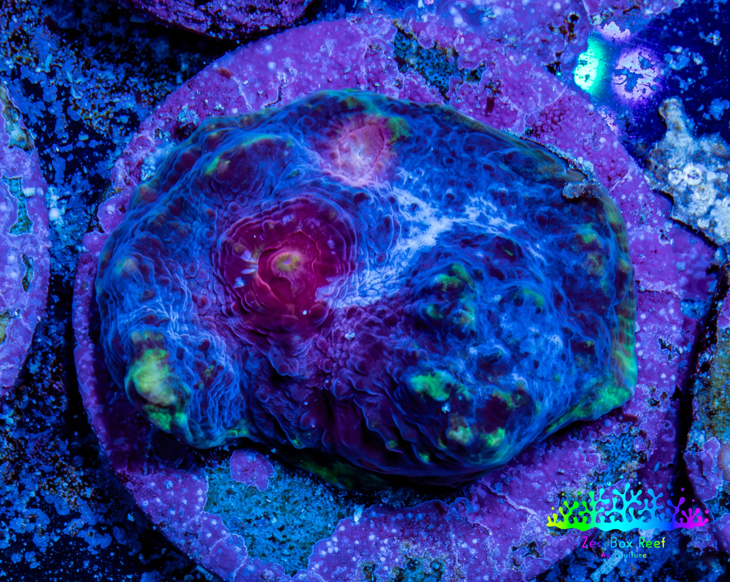 Ultra Chalice Coral-  Frag WYSIWYG Ultra Chalice Coral-  Frag WYSIWYG LPS Ultra Chalice Coral-  Frag WYSIWYG Zeo Box Reef