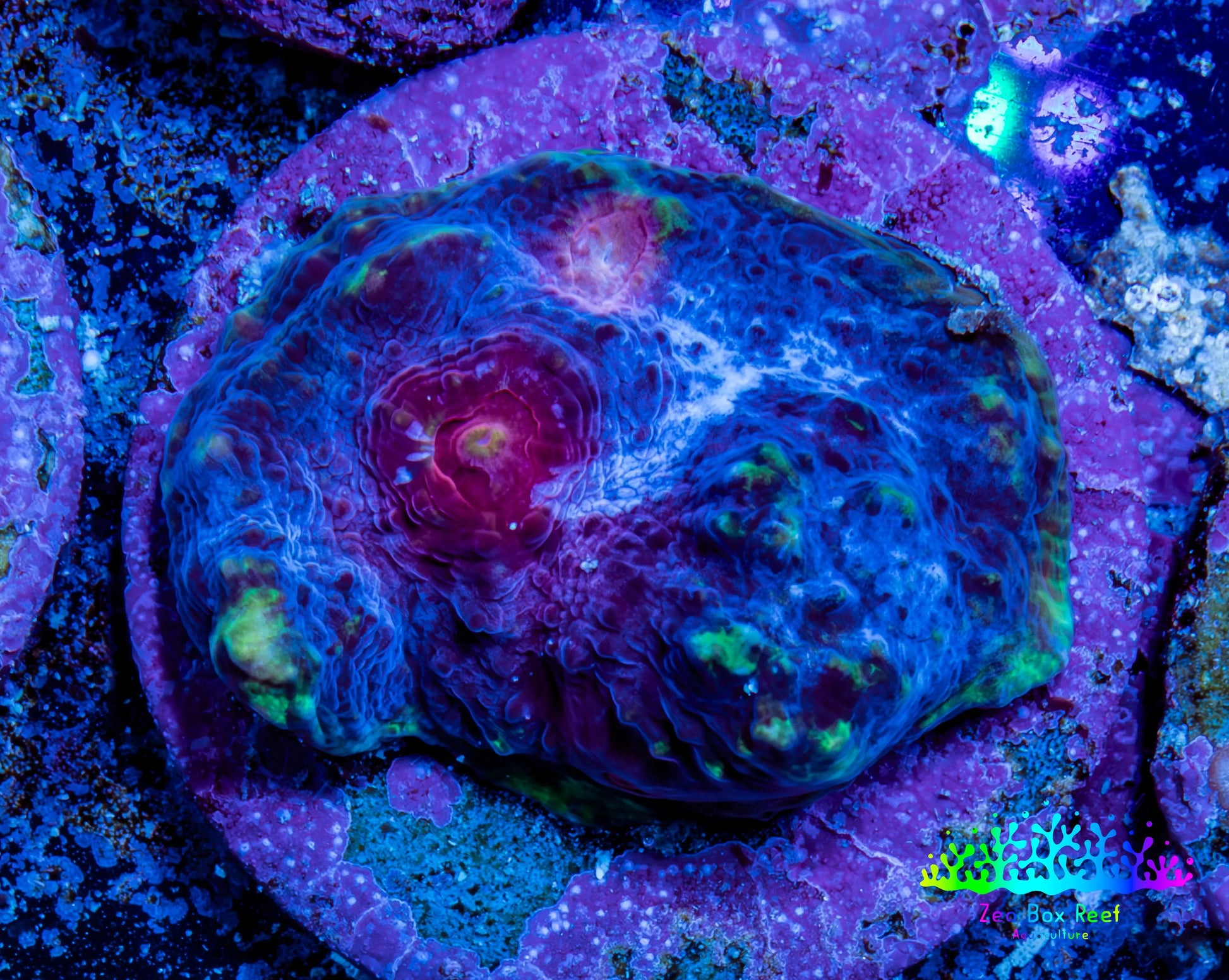 Ultra Chalice Coral-  Frag WYSIWYG Ultra Chalice Coral-  Frag WYSIWYG LPS Ultra Chalice Coral-  Frag WYSIWYG Zeo Box Reef
