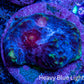 Ultra Chalice Coral-  Frag WYSIWYG Ultra Chalice Coral-  Frag WYSIWYG LPS Ultra Chalice Coral-  Frag WYSIWYG Zeo Box Reef