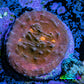 Ultra Chalice Coral Frag WYSIWYG Ultra Chalice Coral Frag WYSIWYG LPS Ultra Chalice Coral Frag WYSIWYG Zeo Box Reef