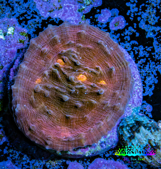 Ultra Chalice Coral Frag WYSIWYG Ultra Chalice Coral Frag WYSIWYG LPS Ultra Chalice Coral Frag WYSIWYG Zeo Box Reef