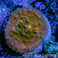 Ultra Chalice Coral Frag WYSIWYG Ultra Chalice Coral Frag WYSIWYG LPS Ultra Chalice Coral Frag WYSIWYG Zeo Box Reef