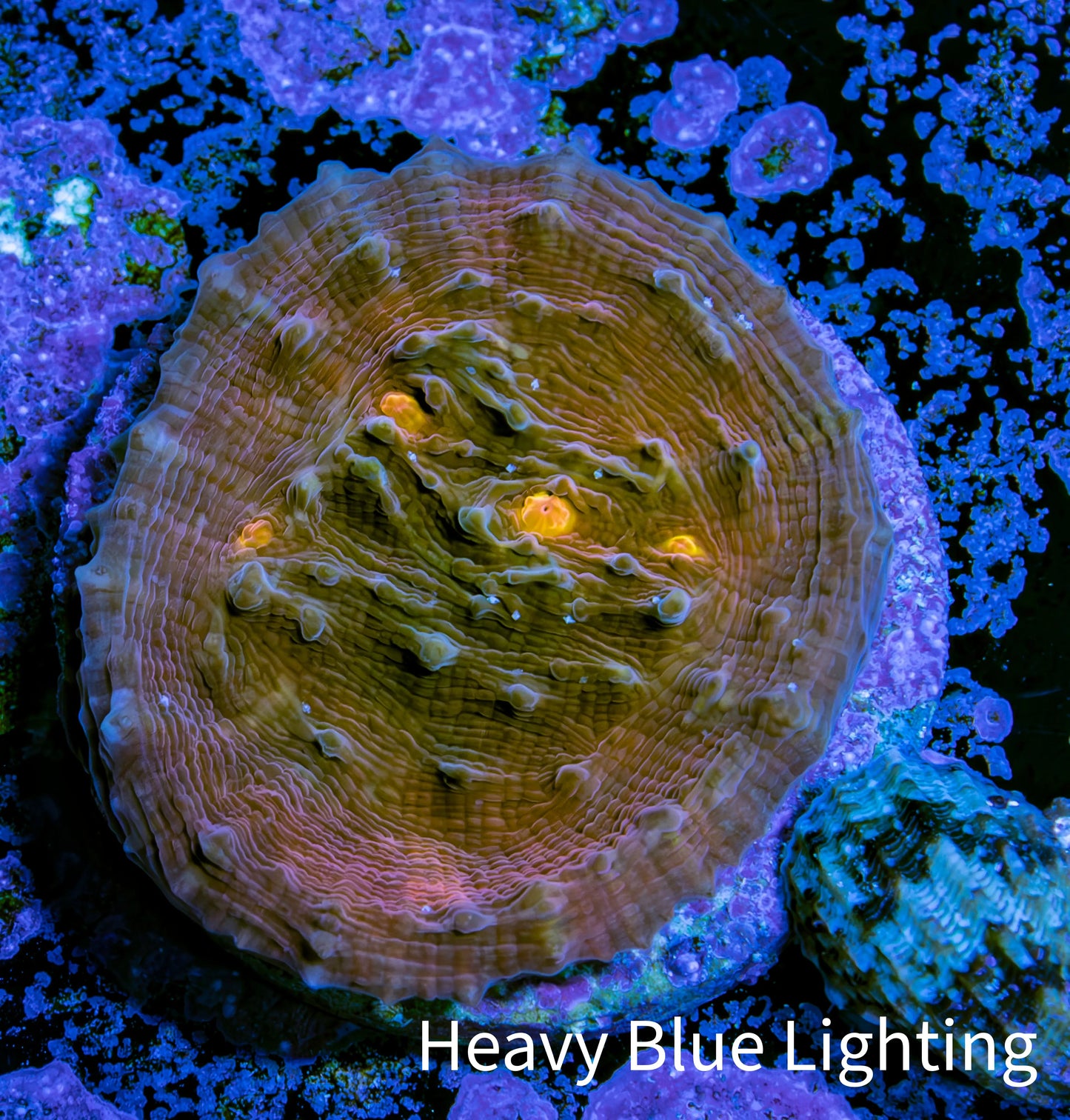 Ultra Chalice Coral Frag WYSIWYG Ultra Chalice Coral Frag WYSIWYG LPS Ultra Chalice Coral Frag WYSIWYG Zeo Box Reef