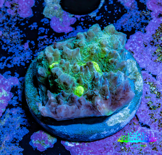 Ultra Chalice Coral Frag WYSIWYG Ultra Chalice Coral Frag WYSIWYG LPS Ultra Chalice Coral Frag WYSIWYG Zeo Box Reef