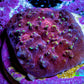 Ultra Chalice Coral Frag WYSIWYG Ultra Chalice Coral Frag WYSIWYG LPS Ultra Chalice Coral Frag WYSIWYG Zeo Box Reef