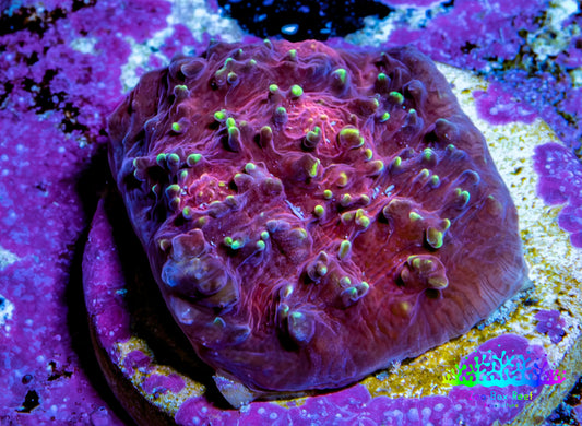 Ultra Chalice Coral Frag WYSIWYG Ultra Chalice Coral Frag WYSIWYG LPS Ultra Chalice Coral Frag WYSIWYG Zeo Box Reef
