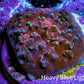 Ultra Chalice Coral Frag WYSIWYG Ultra Chalice Coral Frag WYSIWYG LPS Ultra Chalice Coral Frag WYSIWYG Zeo Box Reef
