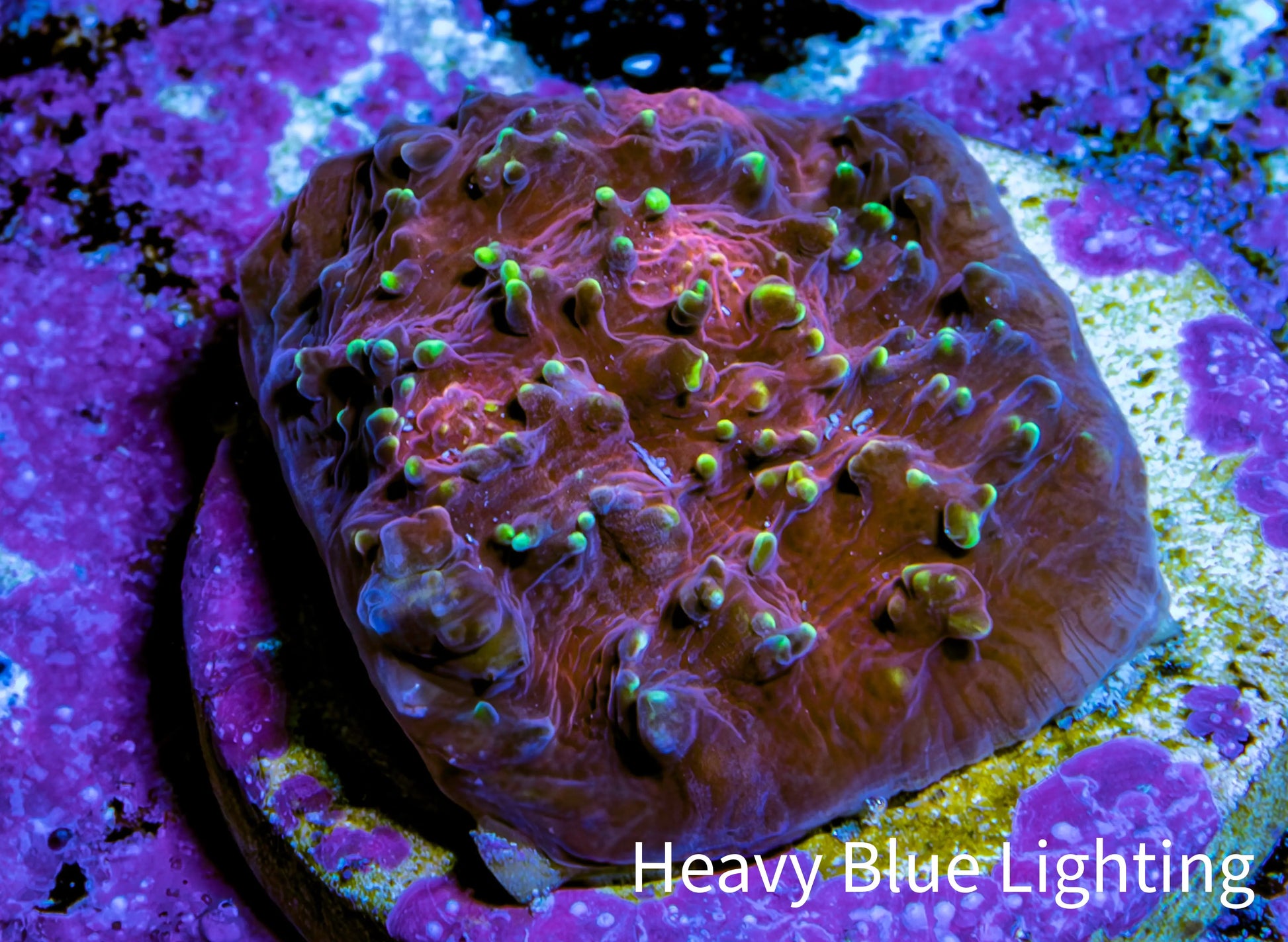 Ultra Chalice Coral Frag WYSIWYG Ultra Chalice Coral Frag WYSIWYG LPS Ultra Chalice Coral Frag WYSIWYG Zeo Box Reef