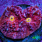 Ultra Chalice Coral Frag WYSIWYG Ultra Chalice Coral Frag WYSIWYG LPS Ultra Chalice Coral Frag WYSIWYG Zeo Box Reef