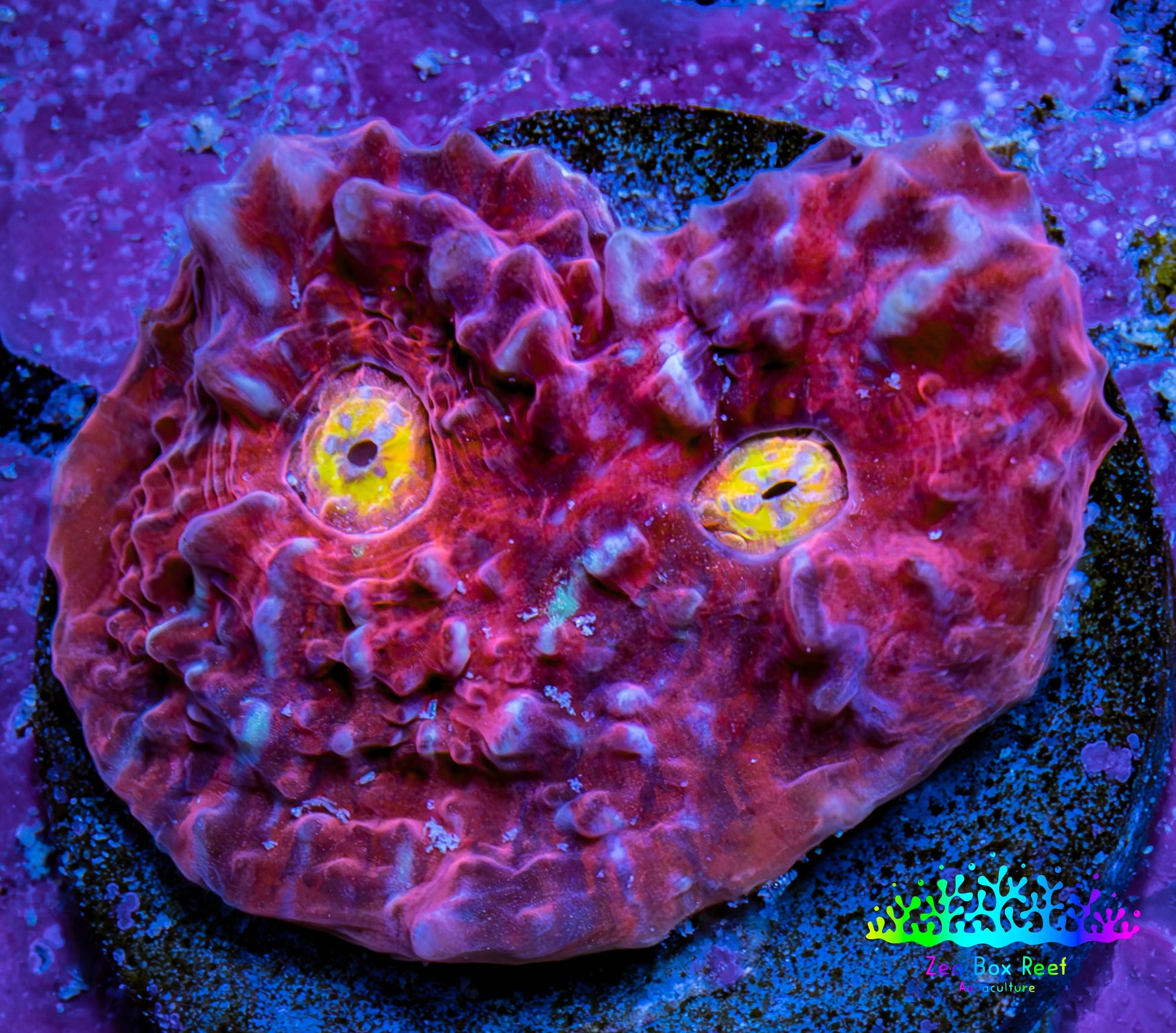 Ultra Chalice Coral Frag WYSIWYG Ultra Chalice Coral Frag WYSIWYG LPS Ultra Chalice Coral Frag WYSIWYG Zeo Box Reef