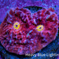 Ultra Chalice Coral Frag WYSIWYG Ultra Chalice Coral Frag WYSIWYG LPS Ultra Chalice Coral Frag WYSIWYG Zeo Box Reef