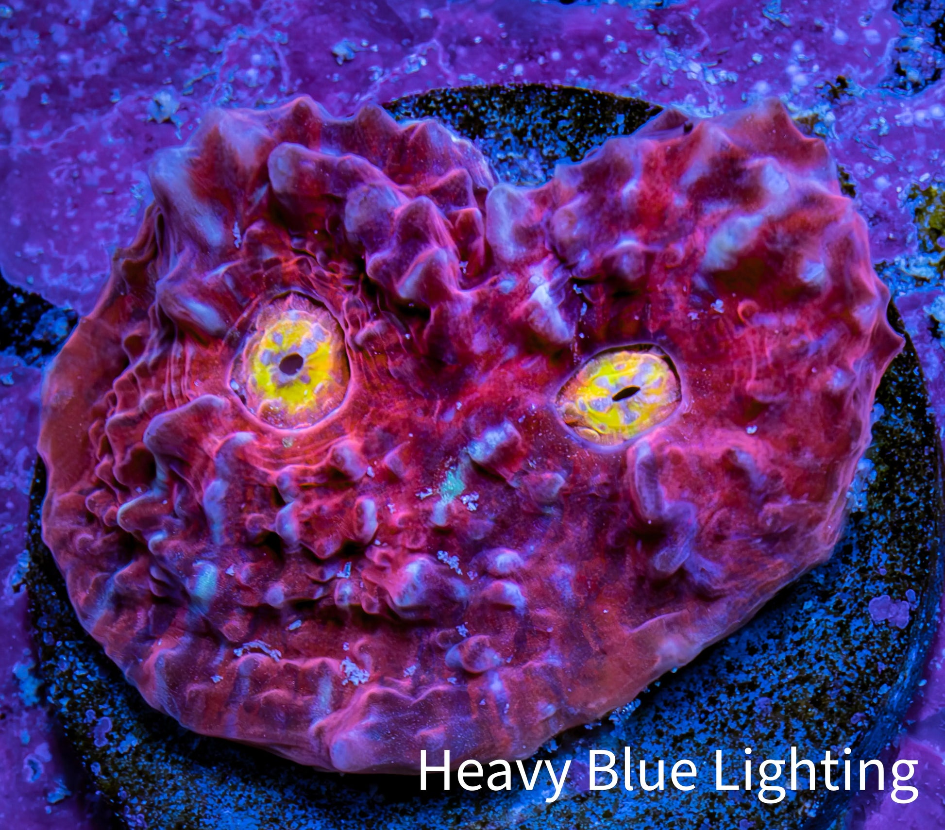 Ultra Chalice Coral Frag WYSIWYG Ultra Chalice Coral Frag WYSIWYG LPS Ultra Chalice Coral Frag WYSIWYG Zeo Box Reef