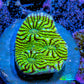 Ultra Chalice Coral Frag WYSIWYG Ultra Chalice Coral Frag WYSIWYG LPS Ultra Chalice Coral Frag WYSIWYG Zeo Box Reef