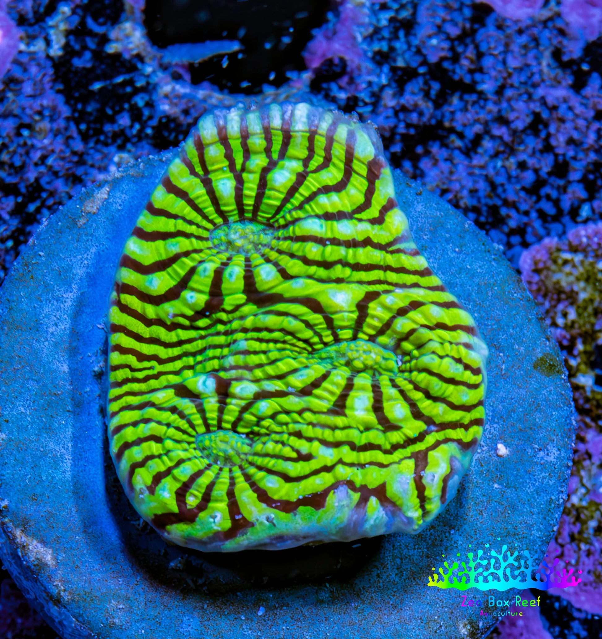 Ultra Chalice Coral Frag WYSIWYG Ultra Chalice Coral Frag WYSIWYG LPS Ultra Chalice Coral Frag WYSIWYG Zeo Box Reef