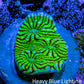 Ultra Chalice Coral Frag WYSIWYG Ultra Chalice Coral Frag WYSIWYG LPS Ultra Chalice Coral Frag WYSIWYG Zeo Box Reef